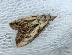 Nola pleurochorda