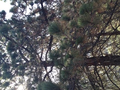 Pinus coulteri