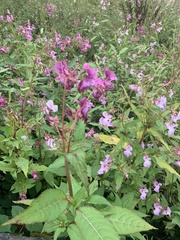 Impatiens glandulifera