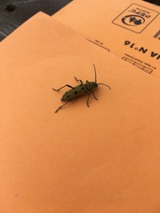 Chlorophorus glabromaculatus