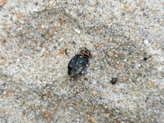 Eurydema herbacea