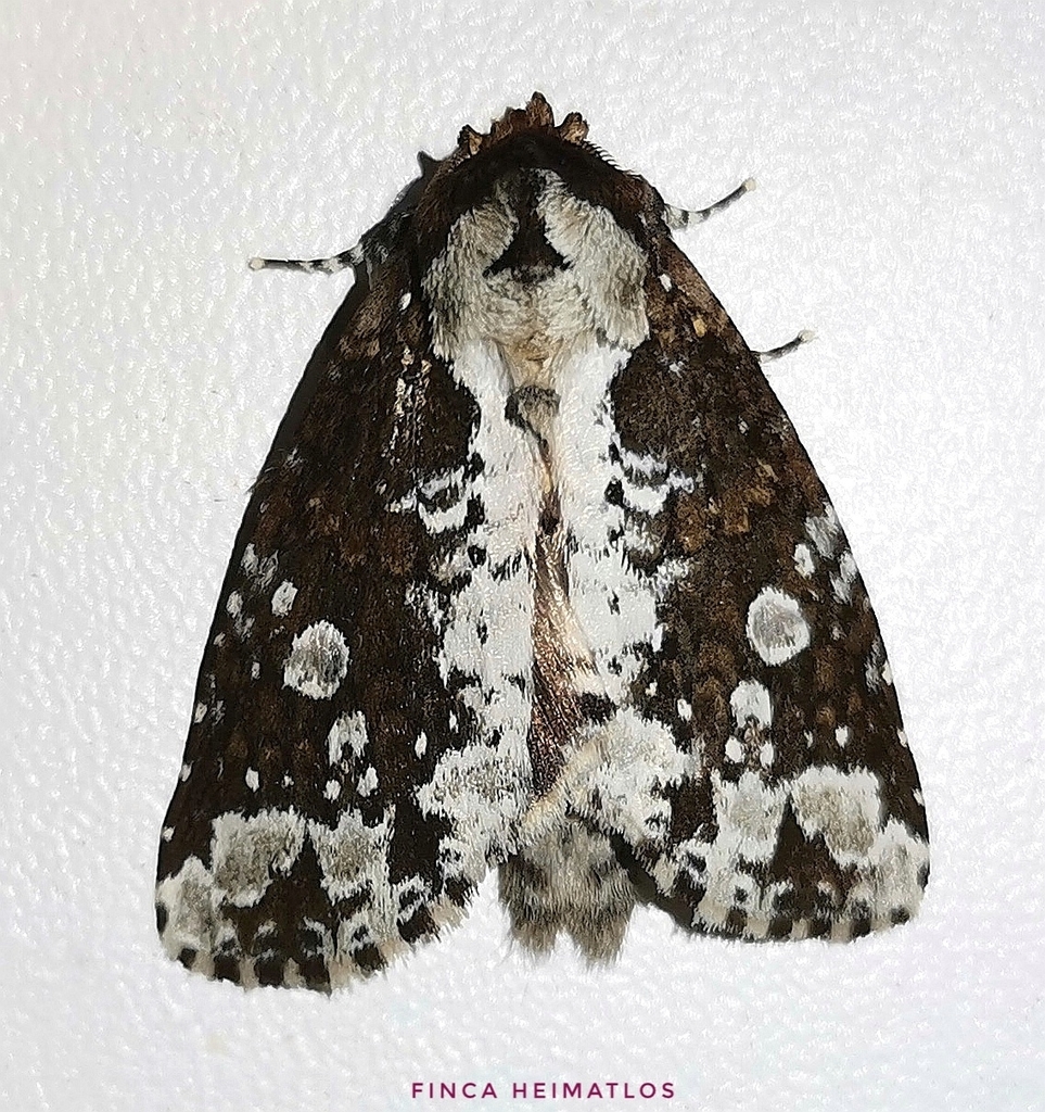 Disphragis aemula