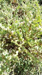 Genista tridentata