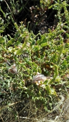 Genista tridentata