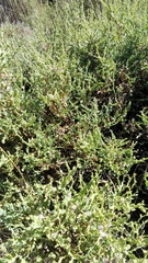 Genista tridentata