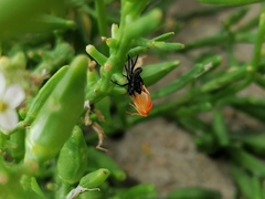 Eurydema herbacea