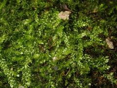 Plagiothecium cavifolium