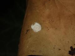 Lichtensia viburni