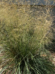Deschampsia