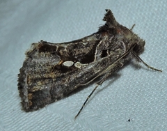 Chrysodeixis subsidens