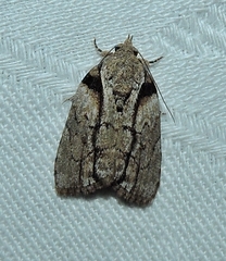 Etanna clopaea