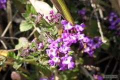 Lantana megapotamica
