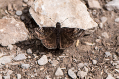Erynnis lucilius