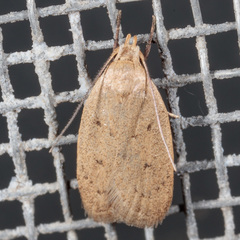 Inga obscuromaculella