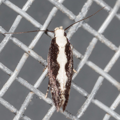 Agnippe prunifoliella