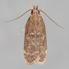 Helcystogramma melantherella