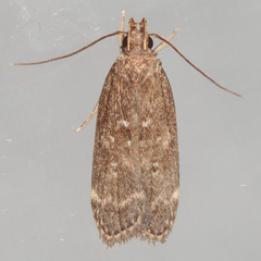 Helcystogramma melantherella