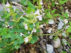 Hedeoma palmeri