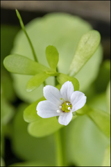 Bacopa monnieri image