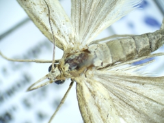 Lepidoptera