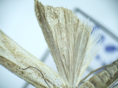Lepidoptera