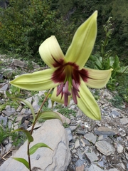 Lilium nepalense