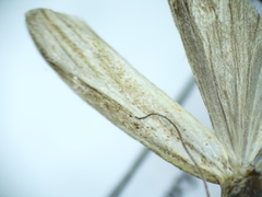 Lepidoptera