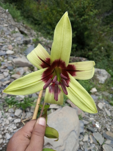 ウコンユリ (Lilium nepalense) · iNaturalist