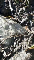 Sceliphron destillatorium