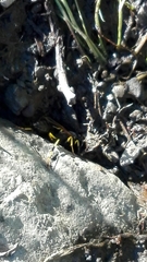 Sceliphron destillatorium