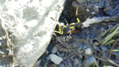 Sceliphron destillatorium