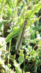 Macronemurus appendiculatus