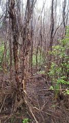 Poodytes punctatus vealeae