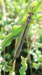 Macronemurus appendiculatus
