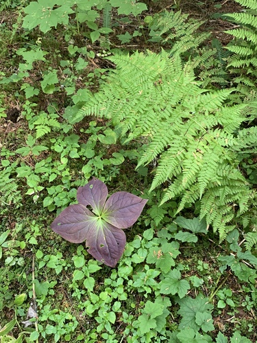 Coast Trillium foliage