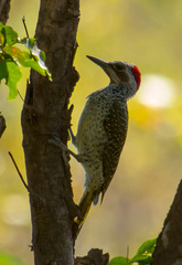 Campethera bennettii