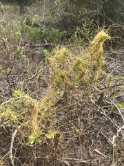 Cuscuta exaltata