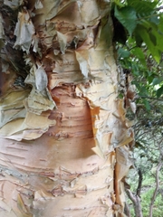 Betula utilis