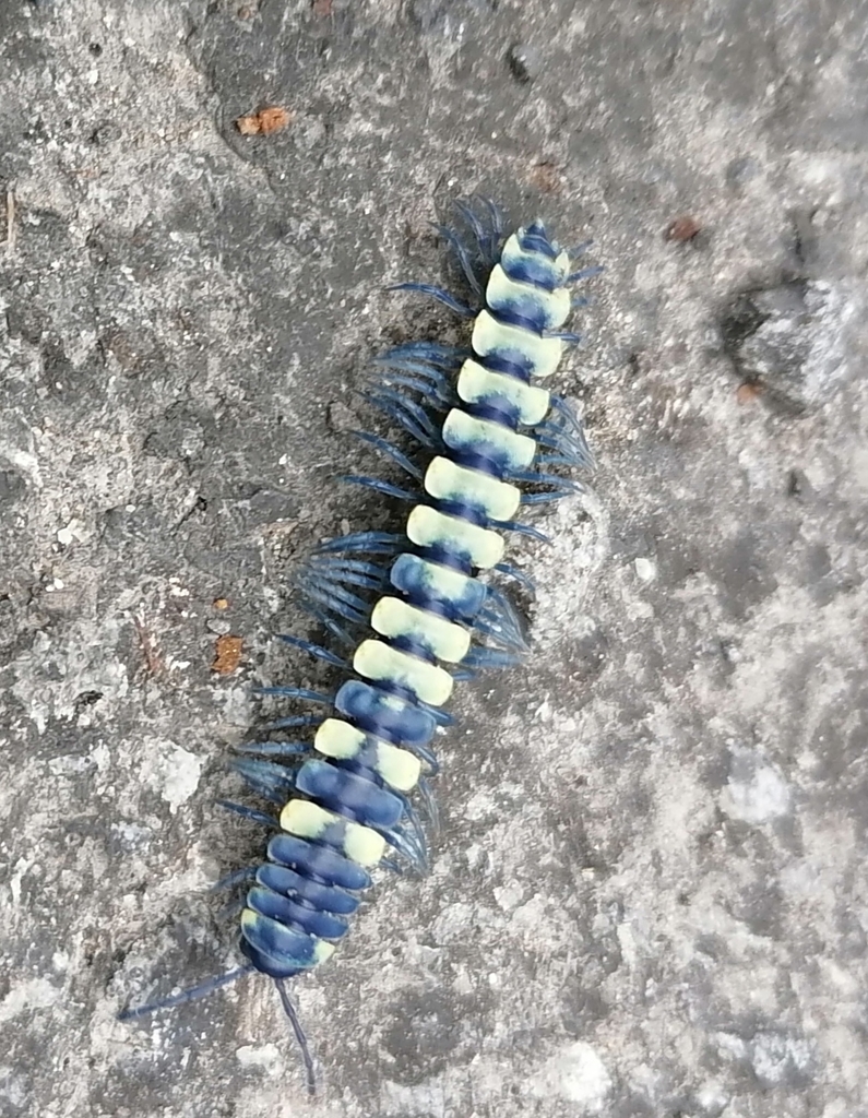 Pararhachistes potosinus