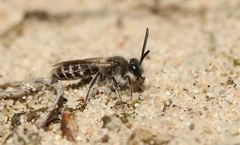 Andrena argentata