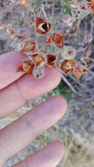 Cistus lasianthus alyssoides