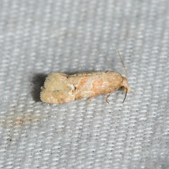 Platphalonidia magdalenae