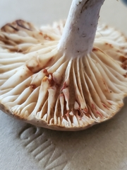 Lactarius subplinthogalus