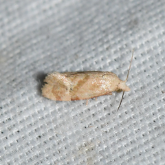 Platphalonidia magdalenae