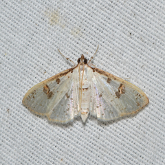 Palpita illibalis