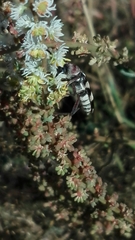 Chlorophorus trifasciatus