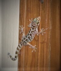 Phyllodactylus lanei