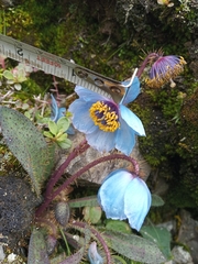 Meconopsis horridula