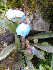 Meconopsis horridula