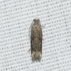 Epiblema minutana